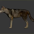 Realistic Standing Wolf 3D Model With Brown Gray Fur On Reflective Gray Background 3d model