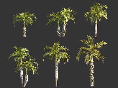 Various Tropical Palm Trees With Green Foliage And Different Trunk Shapes 3d model