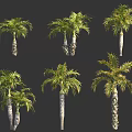 Various Tropical Palm Trees With Green Foliage And Different Trunk Shapes 3d model