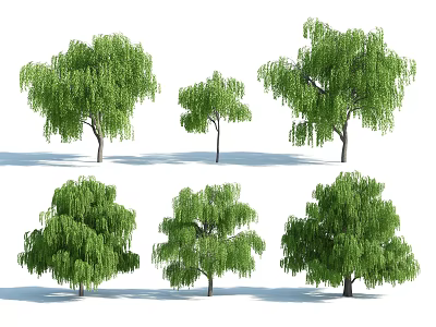 Various Willow Arbor Varieties With Green Drooping Foliage For Landscape Design 3d model