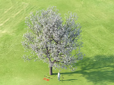 Blooming White Flower Tree In Green Grass Field With Person Standing Under 2024 3d model