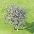 Blooming White Flower Tree In Green Grass Field With Person Standing Under 2024