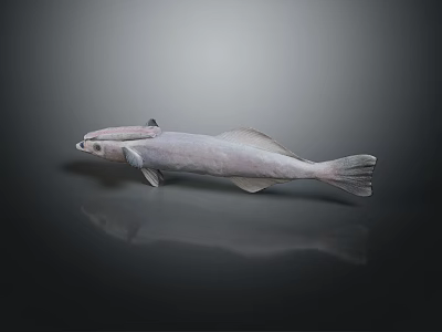 Detailed Light Gray Fish with Prominent Head Structures on Gray Gradient Background 3d model