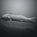 Detailed Light Gray Fish with Prominent Head Structures on Gray Gradient Background 3d model