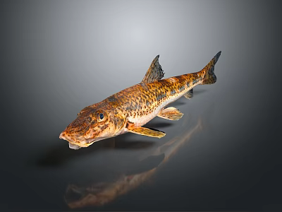 Household Decorative Fish Model 3D Rendered With Yellow Black Spots Gray Gradient Background And Reflection 3d model