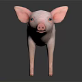 Pink Pig With Big Ears Blue Eyes Standing On Black Background With Reflection 3d model
