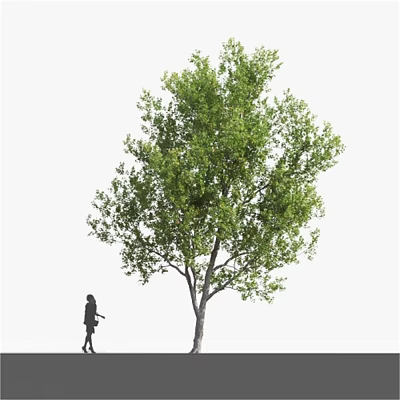 Tall Tree With Lush Green Leaves And A Walking Person Silhouette 3d model