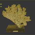 Aquatic Animal Coral Natural Branching Structure Specimen Displayed On Black Base