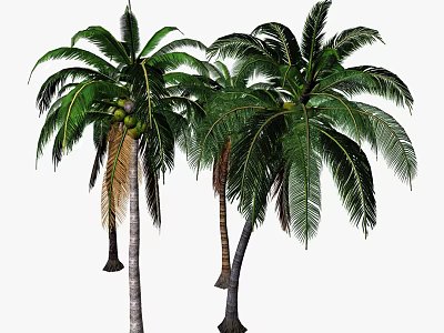 Lush Tropical Palm Trees With Green Fronds And Coconuts In Natural Scene 3d model