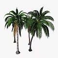 Lush Tropical Palm Trees With Green Fronds And Coconuts In Natural Scene