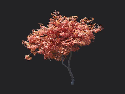 Elegant Arbor With Vibrant Red Leaves And Graceful Canopy In Garden Landscape 3d model