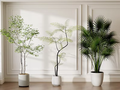 Decorative Indoor Bonsai Potted Plants Fern Palm Small Tree In White Pots Against White Walls 3d model