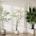 Decorative Indoor Bonsai Potted Plants Fern Palm Small Tree In White Pots Against White Walls