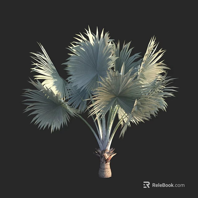 Tall Fan Shaped Leaf Tree With Silver White Foliage And Textured Trunk 3d model 
