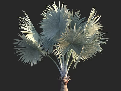 Tall Fan Shaped Leaf Tree With Silver White Foliage And Textured Trunk 3d model