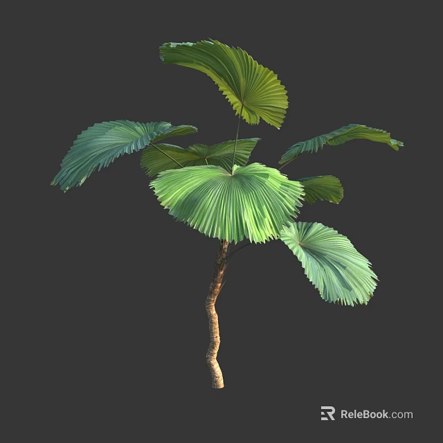 Lush Green Fan Shaped Leaves Tree With Brown Trunk And Spreading Foliage 3d model 