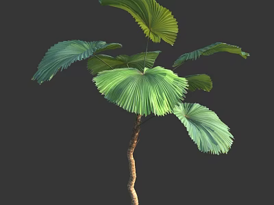 Lush Green Fan Shaped Leaves Tree With Brown Trunk And Spreading Foliage 3d model