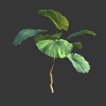 Lush Green Fan Shaped Leaves Tree With Brown Trunk And Spreading Foliage