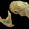 Animal Skull Specimen Marked M144 With Handwritten Numbers And Details