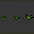 Six Vibrant Green Ferns Arranged on Dark Background With Glossy Leaves