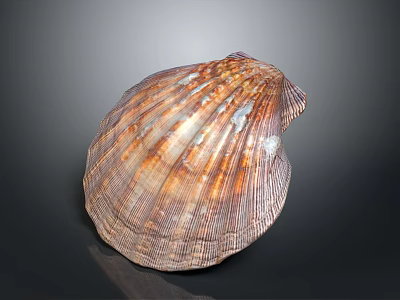 Scallop Shaped Brown And Orange Textured Natural Seashell For Home Decor 3d model