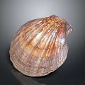 Scallop Shaped Brown And Orange Textured Natural Seashell For Home Decor