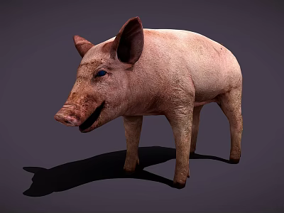 Realistic Standing Pink Pig With Ears Snout And Dark Background Shadow 3d model