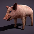 Realistic Standing Pink Pig With Ears Snout And Dark Background Shadow