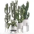 Various Types of Bonsai Potted Cacti and Succulents in White Ceramic Pots