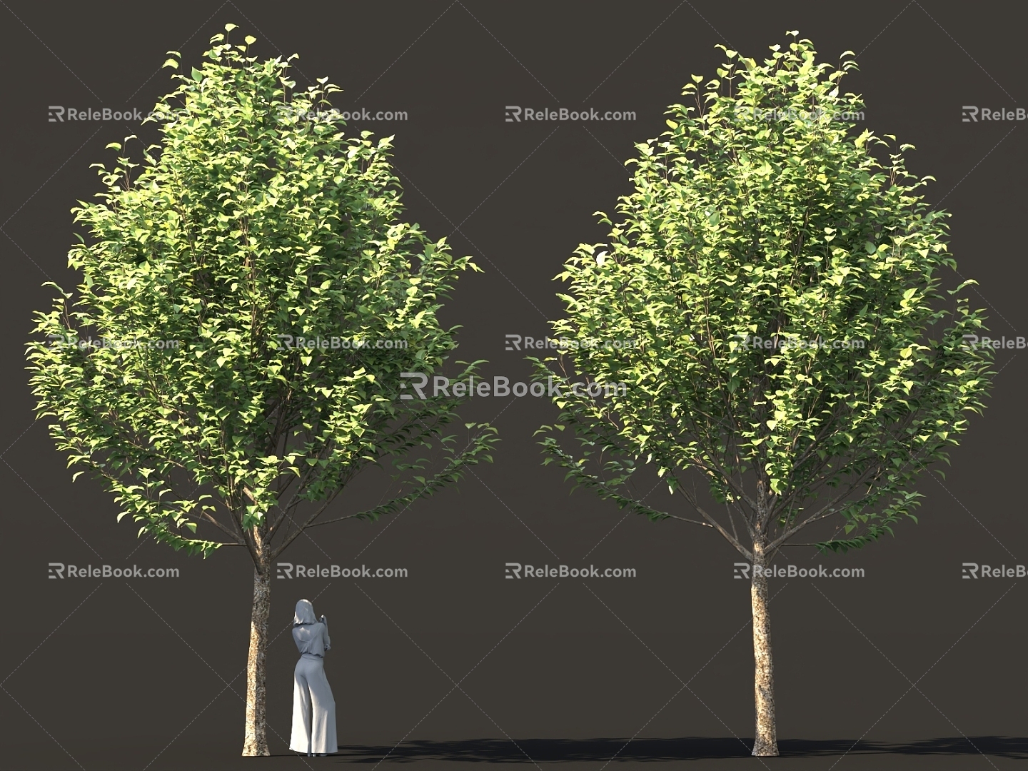 Street Tree Bird's Eye View Tree Solitary Tree Planting Landscape Tree Community Green Planting model