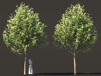 Street Tree Bird's Eye View Tree Solitary Tree Planting Landscape Tree Community Green Planting 3d model