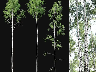 Decorative Ornament Set With Lifelike Birch Tree Decorations For Indoor Outdoor Natural Decor 3d model