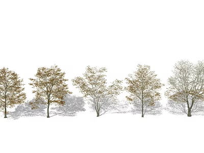 Deciduous Arbor Trees With Mixed Autumn Leaves In Row And Ground Shadows 3d model