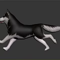 Black and White Husky Running With Tongue Out On Dark Background With Floor Reflection