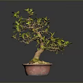 Bonsai Plant With Green Yellow Leaves Brown Trunk In Red Pebble Pot On Gray Background
