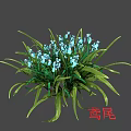 Vibrant Blue Iris Flowers With Lush Green Leaves And Fresh Blooms