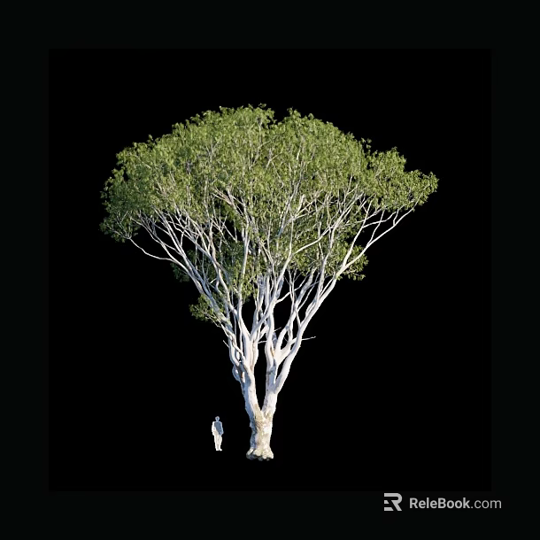 Tall Arbor With White Trunk Spreading Branches Lush Green Leaves And Small Figure 3d model 