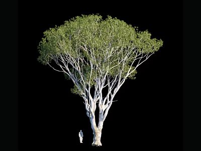 Tall Arbor With White Trunk Spreading Branches Lush Green Leaves And Small Figure 3d model