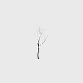 Bare Tree with Slender Branches and Brown Trunk Isolated on White Background 3d model