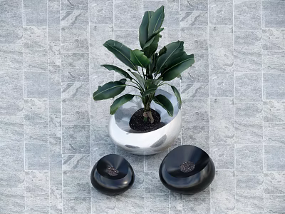 Bonsai Plant In White Pot With Black Decorative Stones On Gray Tiled Background 3d model
