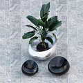 Bonsai Plant In White Pot With Black Decorative Stones On Gray Tiled Background