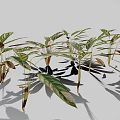 Ornamental Alpinia zerumbet Plant With Green Red Variegated Leaves And Tropical Foliage