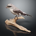 Lifelike Bird Taxidermy Perched on Natural Wooden Branch Against Dark Background