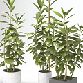 Indoor Potted Plants with Green Leaves in Modern White and Black Pots