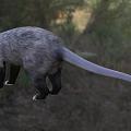 Wild Reptile with Gray Black Body and Long Tail in Natural Grassland Environment