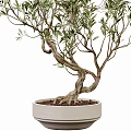 Potted Olive Bonsai Trees With Twisted Trunks Green Leaves And White Pots