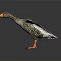 Brown Goose With Spread Wings Orange Beak And Orange Feet On Dark Background