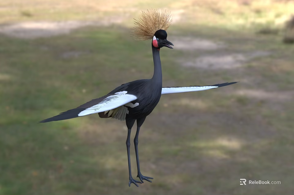 Black Crowned Crane Flight Animal With Golden Crest Black Body White Wings Standing On Grassland 3d model 