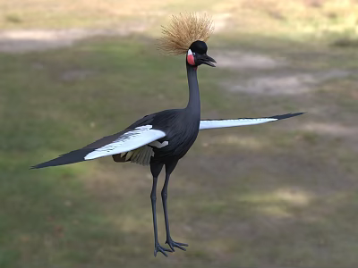 Black Crowned Crane Flight Animal With Golden Crest Black Body White Wings Standing On Grassland 3d model