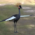 Black Crowned Crane Flight Animal With Golden Crest Black Body White Wings Standing On Grassland